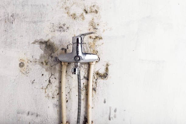 Reliable Mason, MI Mold Remediation Solutions