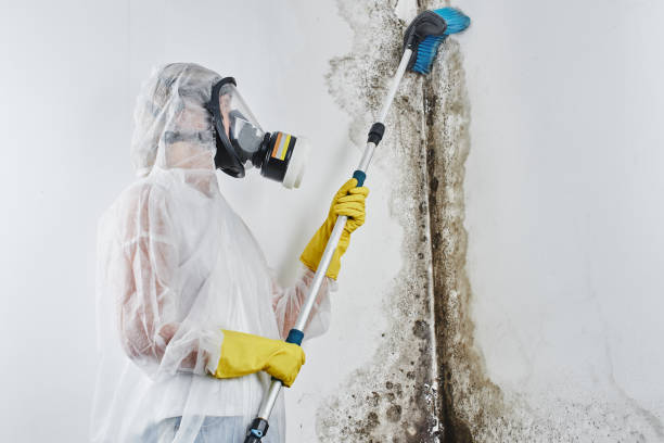 Best Health and Safety Mold Remediation in Mason, MI