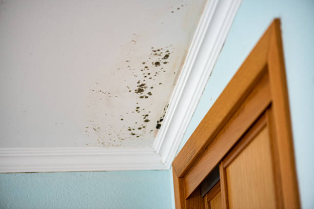 Best Mold Testing and Inspection Services in Mason, MI