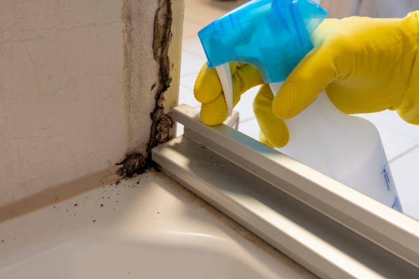 Best Residential Mold Remediation in Mason, MI