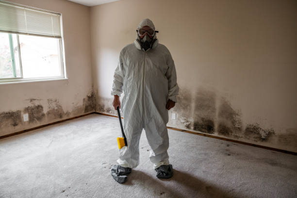 Best Kitchen Mold Remediation in Mason, MI