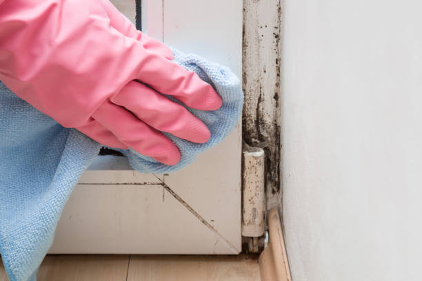 Best Emergency Mold Remediation in Mason, MI