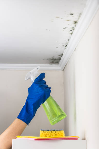 Best Attic Mold Remediation in Mason, MI